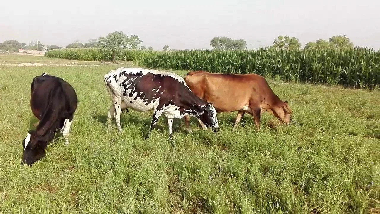 چارے کے میدان میں مویشی